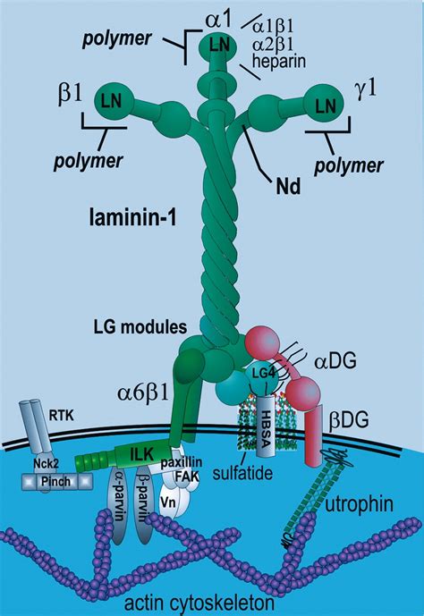 The Role of Laminin in Embryonic Cell Polarization and Tissue ...