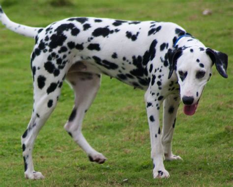 The 10 Fastest Dog Breeds in the World » Petsoid