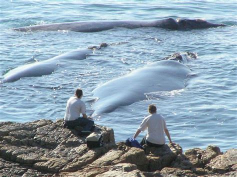 Hermanus-Best-land-based-whale-watching-in-the-world – Misty Waves Hotel