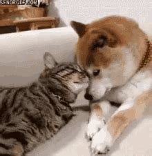 Dog Cat GIF - Dog Cat Cuddle GIFs | Cat cuddle, Baby animals, Animals ...