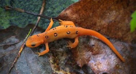 Eastern Newt | The Animal Facts | Appearance, Diet, Habitat, Behavior