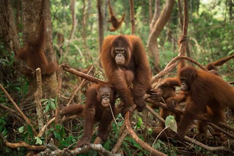 Orangutan Facts - Save the Orangutan