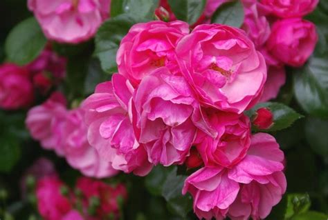 15 Best Varieties of Shrub Roses - Best Landscape Ideas