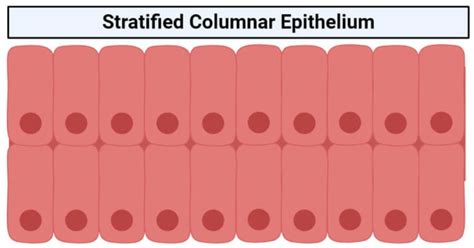 Stratified columnar epithelium- structure, functions, examples