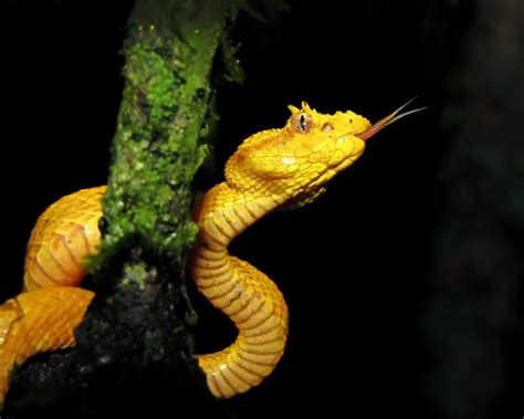 Eyelash Viper - Facts, Diet, Habitat & Pictures on Animalia.bio