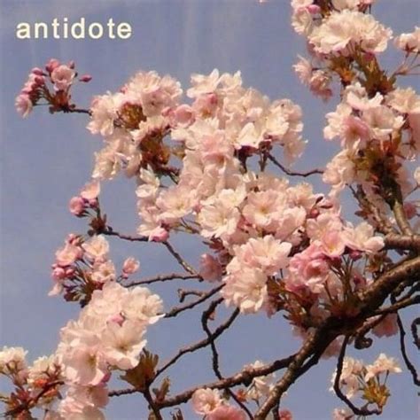 Orion Sun – Antidote Lyrics | Genius Lyrics