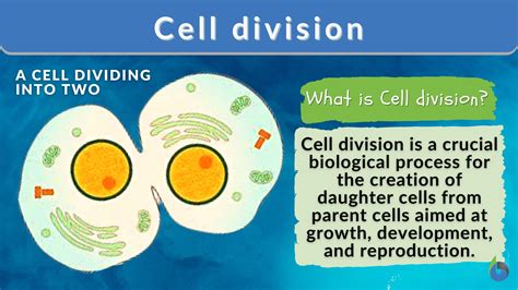 Cell Division - Biology Simple