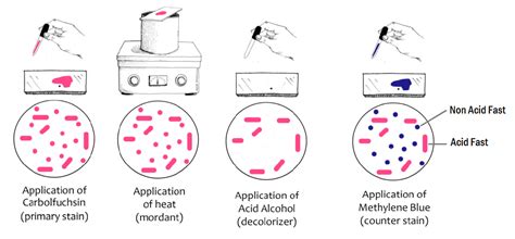 MORPHOLOGY AND STAINING TECHNIQUES OF BACTERIA