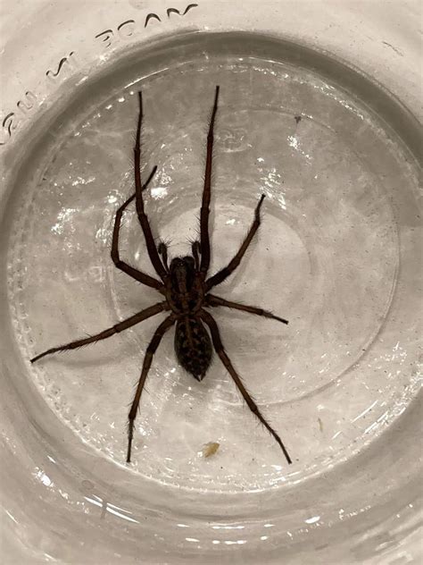 Bugging the Northwest: Giant (but harmless) house spiders are among us ...