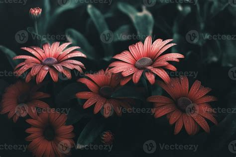 AI generated Flowers close-up dark romantic background. Flowers ...