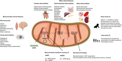 Frontiers | Leigh Syndrome: A Tale of Two Genomes