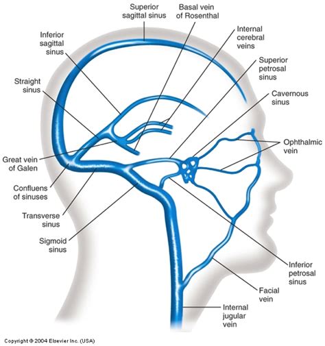 Sistema Venoso Cerebrale