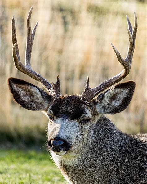 Old Buck Photograph by Michael Parks - Fine Art America