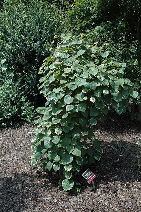 Whitewater Redbud (Cercis canadensis 'Whitewater') in Boston Hopkinton ...