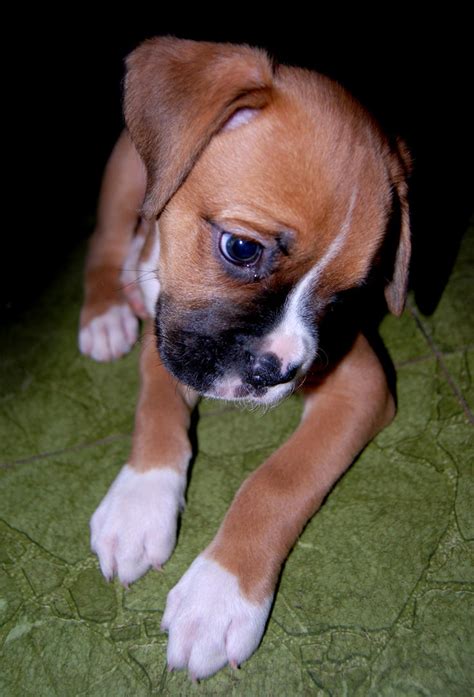 Cute Boxer Puppy by Stock-by-Kai on DeviantArt