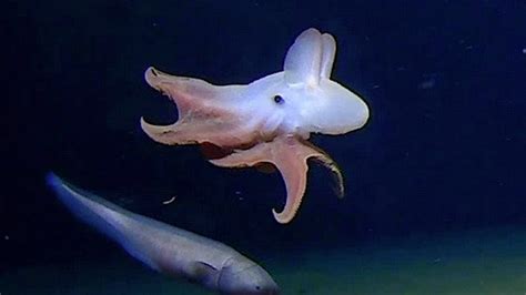 Scientists Spot Octopus at Remarkable Ocean Depth | The Weather Channel