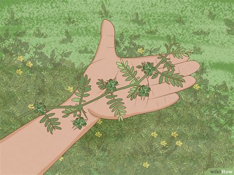 How to Get Rid of Goat Head Weeds: Lawn & Garden Tips