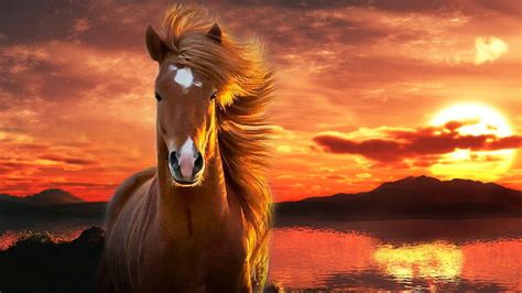 Horses In The Sunset Wallpaper