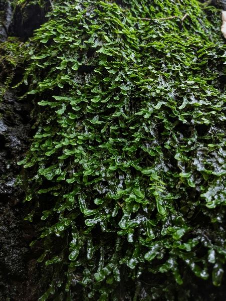 3 Complex Thallus Liverworts Royalty-Free Photos and Stock Images ...