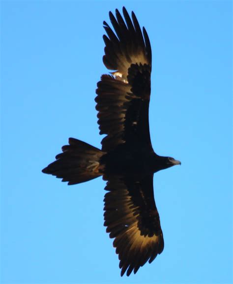 Richard Waring's Birds of Australia: Wedge-tailed Eagles in flight