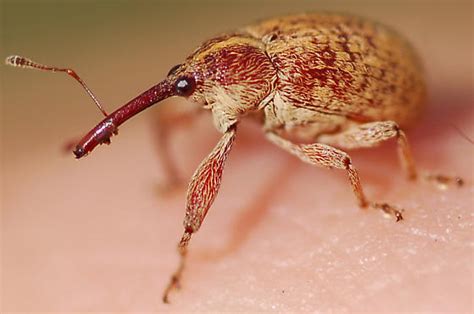 Boll weevil - Anthonomus grandis - BugGuide.Net