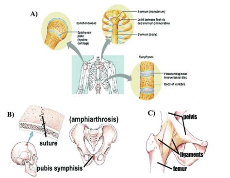 Three classes of joint design. A): Amphiarthrosis (Slightly movable ...