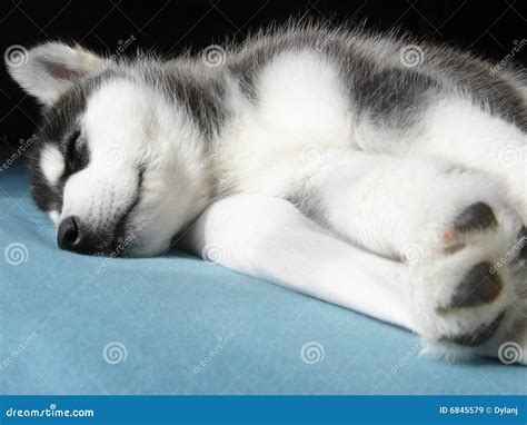 Sleeping Husky Puppy stock image. Image of black, white - 6845579