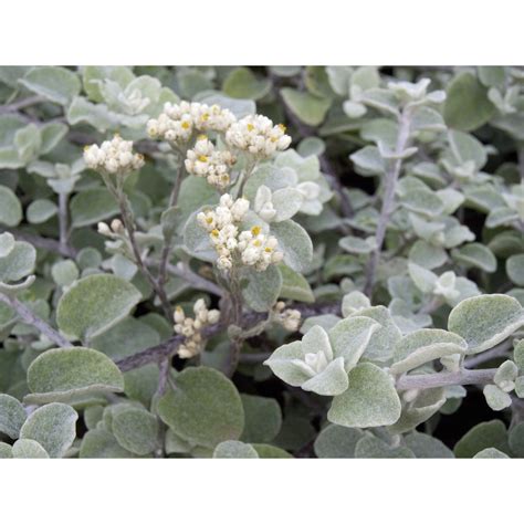 140mm Licorice Plant - Helichrysum petiolare - Bunnings Australia