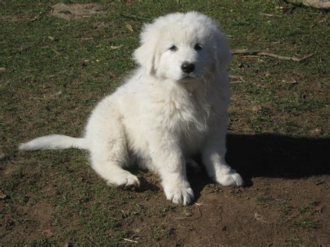 Maremma Sheepdog Puppies - Puppy Dog Gallery