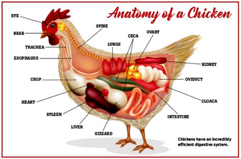 Increase Your Knowledge Of Chicken Anatomy With These 5 Poultry Parts ...