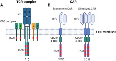 Structure of TCR complex and CAR. A A TCR complex is composed of TCR ...