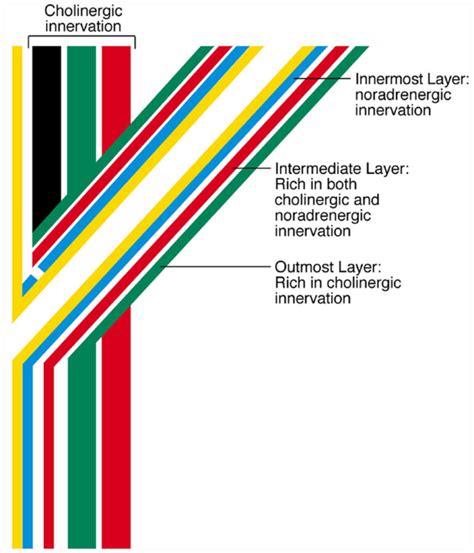 Functional Anatomy of the Vesicoureteric Junction: Implication on the ...