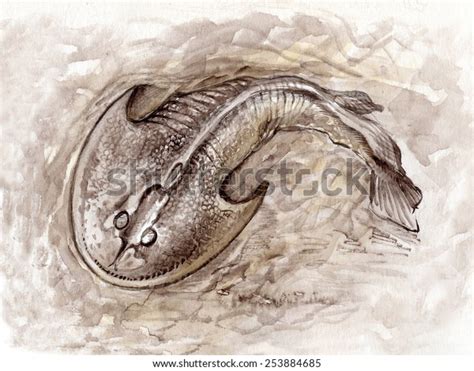 Fossil Jawless Fish Ancient Jawless Fish Stock Illustration 253884685 ...