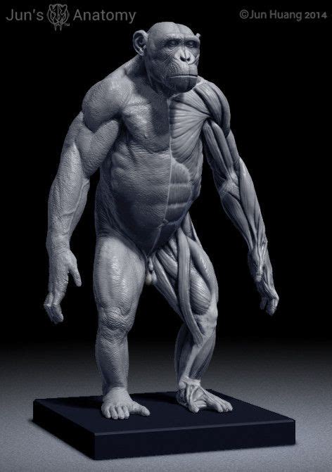 Chimpanzee Anatomy Model 1/6th scale | Anatomía animal, Anatomía y ...