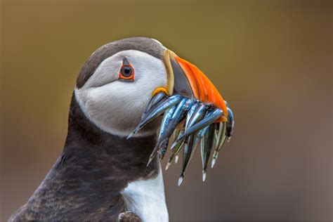 Birds of Iceland - Iceland24