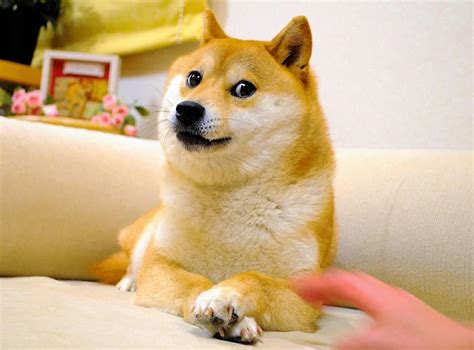 Kabosu de hond van de Doge meme is gestorven in zijn 18e levensjaar ...