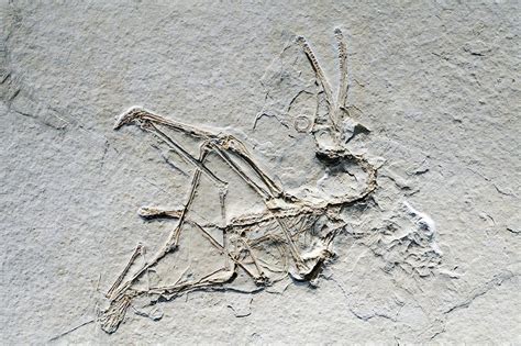 Pterosaur fossil - Stock Image - C008/4858 - Science Photo Library