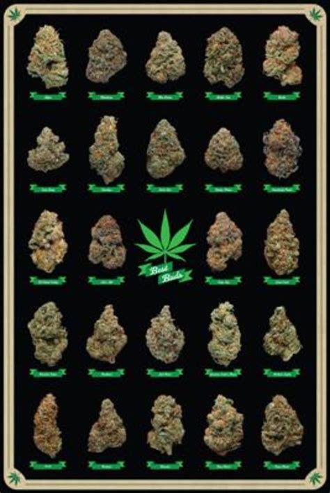 Best Buds Marijuana Types Weed Pot Chart Poster 24x36 650399102702 | eBay