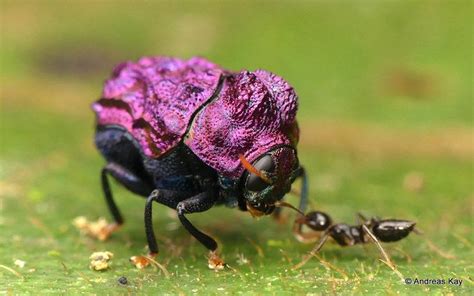 Tiny Purple Beetle, Chlamisus sp., Chrysomelidae, Cryptocephalinae ...