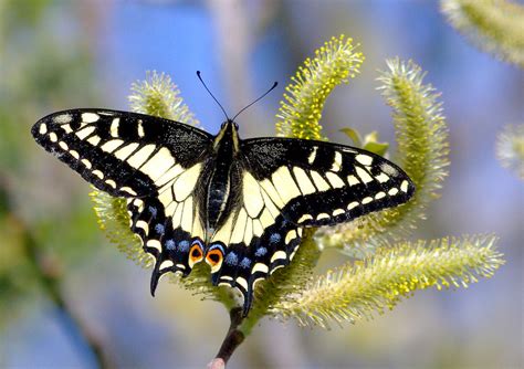 Anise Swallowtail Butterfly, description, characteristics, size ...