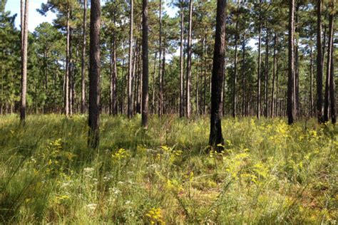 Restoring Longleaf Pine on Agricultural Land Benefits Wildlife - The ...