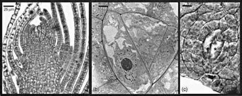 Structure and development 311 Gametophyte - Bryophyte Species