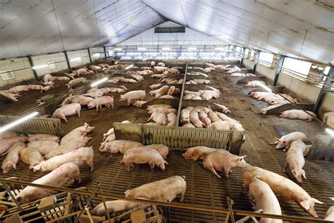 Farm visit: next generation pig farmer preparing for the future - Pig ...