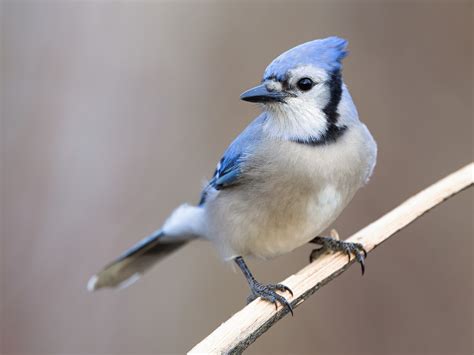 Blue Jay - eBird