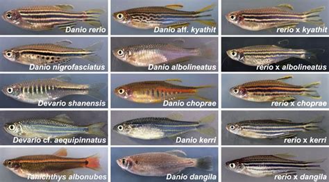 Danio pigment pattern diversity and phenotypes of D. rerio hybrids with ...