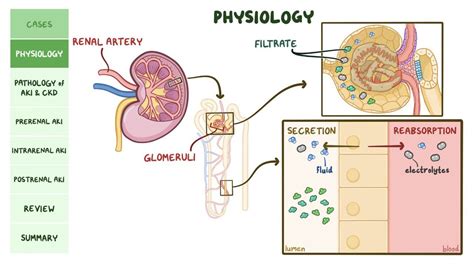 Chronic Kidney Disease Pathophysiology