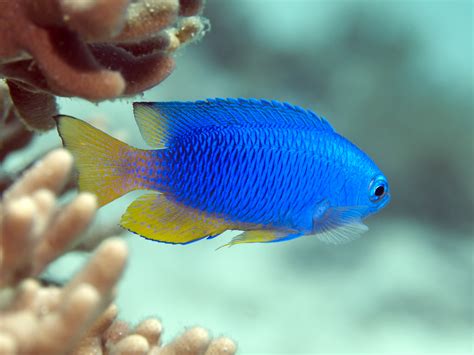 A Beginner’s Guide To Tropical Fish Identification • Scuba Diver Life