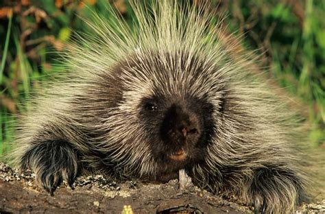 Porcupines - Medicine River Wildlife Centre