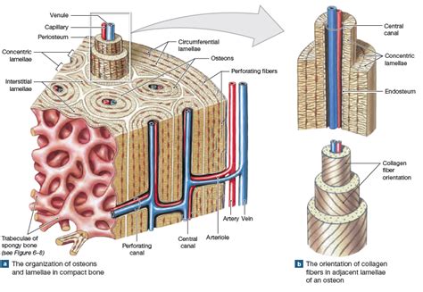 Illustration of compact bone including periosteum, osteons, central ...