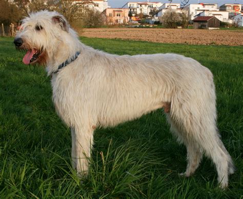 Irish Wolfhound Dog Breed Information and Photos